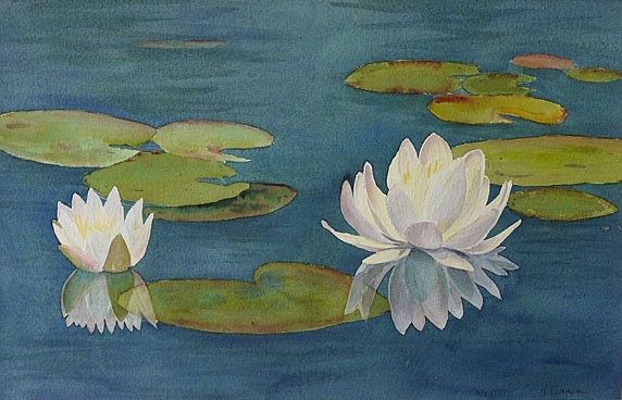 waterlily